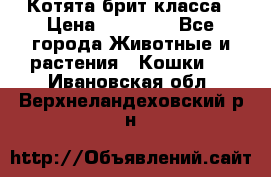 Котята брит класса › Цена ­ 20 000 - Все города Животные и растения » Кошки   . Ивановская обл.,Верхнеландеховский р-н